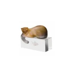 Chat Ambre Gris Daum