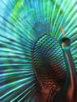 Parade Du Paon Daum Par Madeleine Van Der Knoop -Magasin De Verrerie À Domicile paon daumfrance