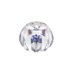 Presse-papier Ipomee 2019 Saint-Louis