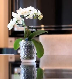 Vase Bougie Mossi Lalique 7 Vase Bougie Mossi Lalique -Magasin De Verrerie À Domicile vase bougie mossi incolore lalique